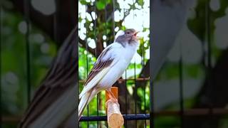 Download Lagu Kenari ngeroll #kenarigacor #canary #canarysinging #canáriobelga #pancingankenari #masteranburung MP3