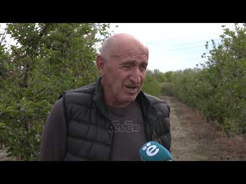 Dëmet nga breshëri-fermerët në Istog presin kompensimet nga Qeveria