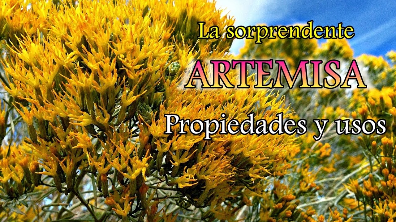 remedios naturales para la artritis Plantas Curativas - Artemisa - Propiedades y usos