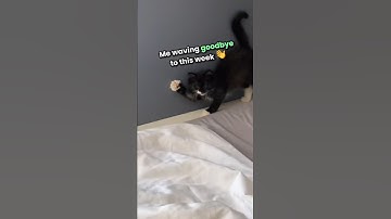 Weekend Vibes vs Monday Reality 😴😾 | Funny Cat Short