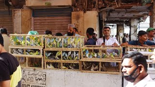Birds Market Lalukhet Sunday Video Latest Update 24-10-21 in Urdu\/Hindi.