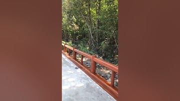 Khám phá đường xuyên rừng đước tại Mũi Cà Mau