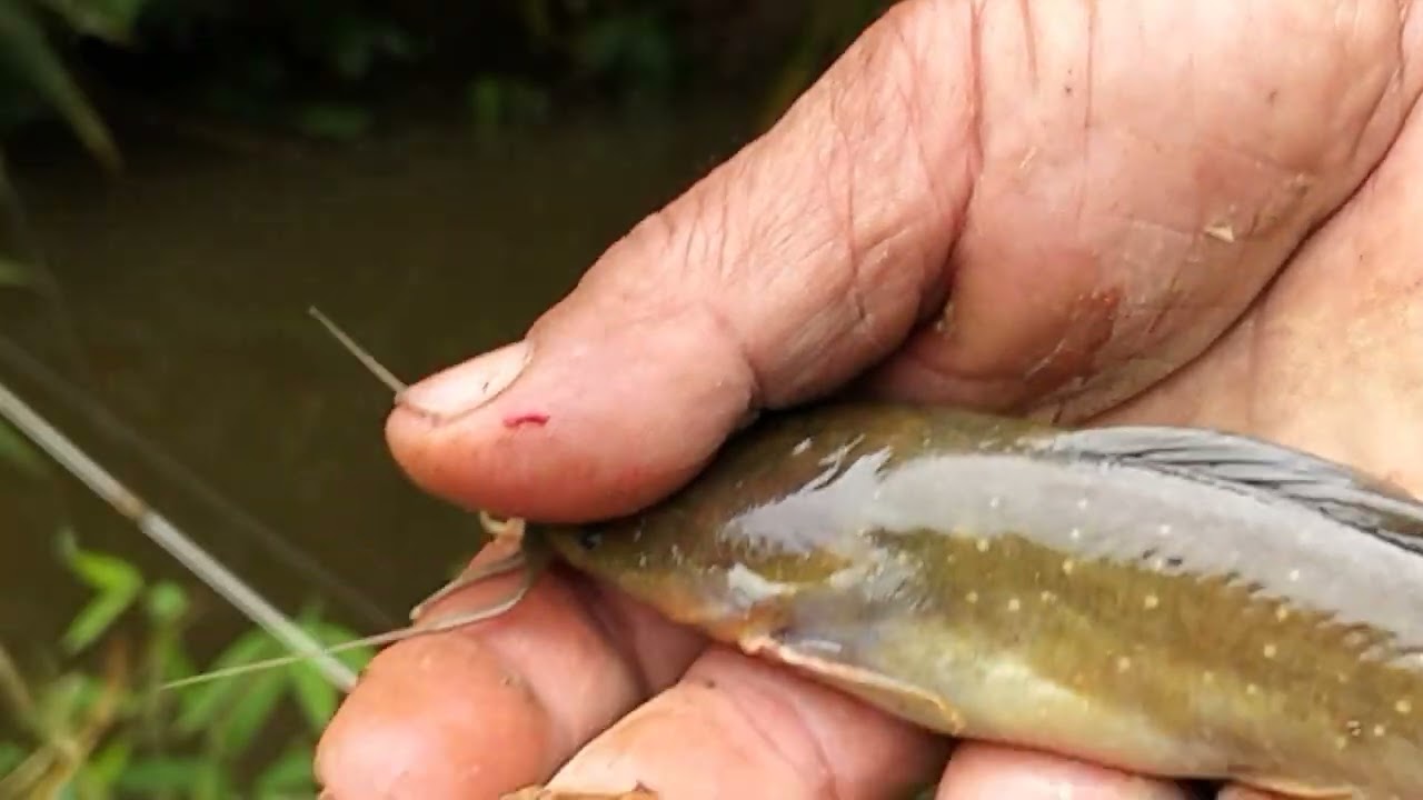 MANCING SEHABIS HUJAN ,DI SERANG IKAN BERKUMIS ,mancing liar