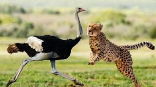 Гепард в деле охота на страуса . wild Africa