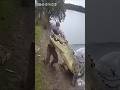Crocodile Attack 🐊😨 #viral #shortvideos #attack #crocodile #crocodileattacks #ytshorts #trending