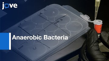 Anaerobic Bacteria and Host Cells Interaction: Assessment | Protocol Preview