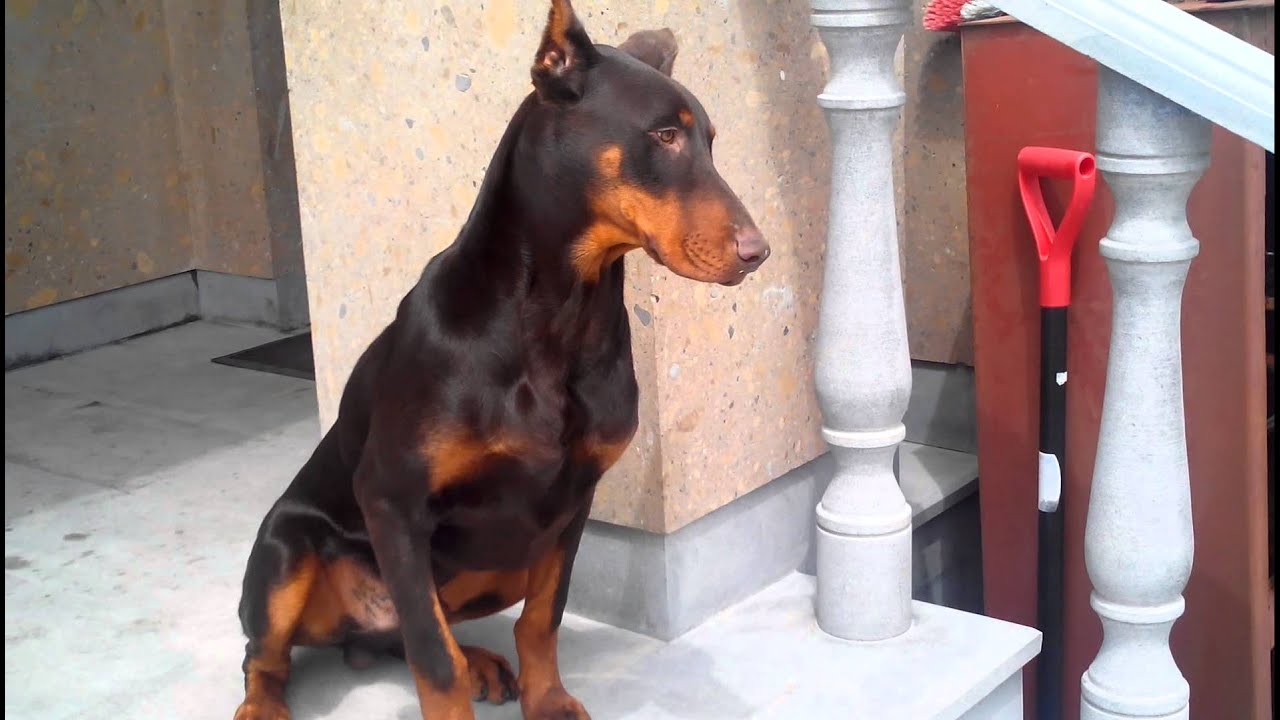 6 month old doberman