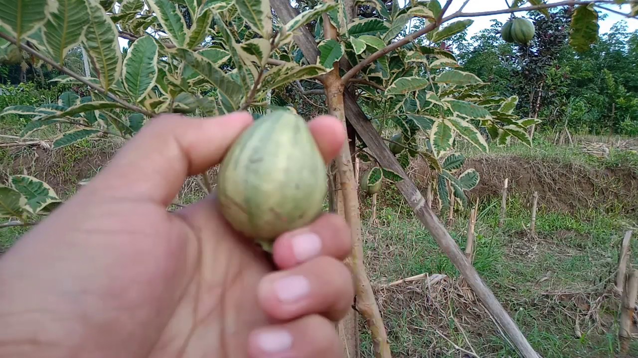 JAMBU ANEH! JAMBU BIJI VARIEGATA ( JAMBU BULE ) | Variegated Guava