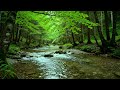 Calming Forest Ambience - Calming River Flow and Bird Chirping in Hidden Forest Ambience for Rest