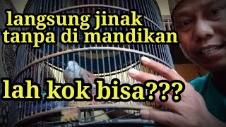 sangat mudah membuat perkutut jinak dan manggung