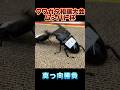 第17回ムシバト杯　シェンクリングオオクワガタVSパラワンオオヒラタ #shortvideo #クワガタ #ムシキング