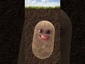 اغنية البطاطا  