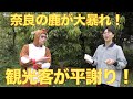 「令和言葉・奈良弁で訳した万葉集１　愛するよりも愛されたい　告知映像」　奈良の鹿が大暴れ！　観光客を一括！　平謝りの旅行者！