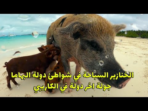 فيديو: كيفية السباحة مع الخنازير في جزر البهاما