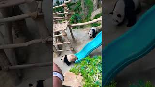 GIANT PANDA SLIDING DOWN A SLIDE GIANT PANDA SLIDING DOWN A SLIDE