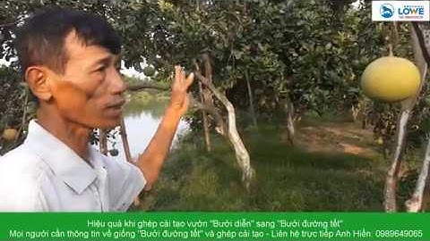 Hiệu quả của ghép cải tạo vườn bưởi diễn sang BƯỞI ĐƯỜNG TẾT