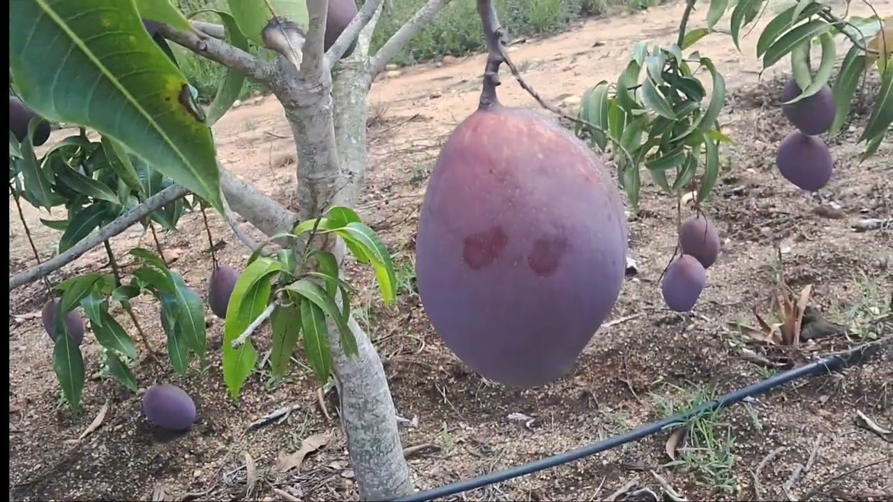 2026 ano da virada  na ativa josy e marcos  