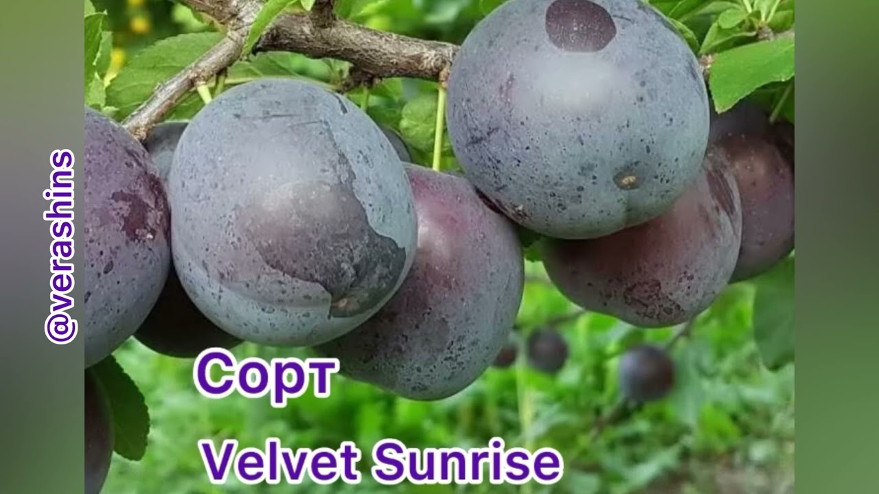 24 января 2025 г.