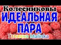 Колесниковы /Идеальная пара /Обзор Влогов /