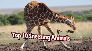 Top 10 sneezing animals