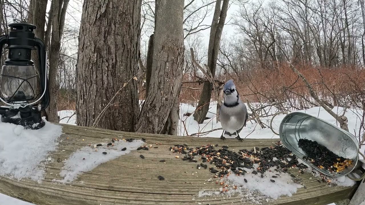 Birds!!!! DO NOT show your cats