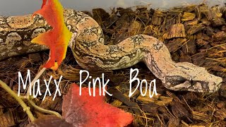 My Maxx Pink Argentine Boa