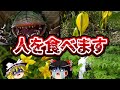 【ゆっくり解説】ガチでヤバすぎる殺人植物10選