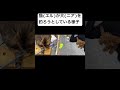 #猫 が #犬 を #釣り しようと奮闘中!#トイプードル #ベンガル猫 #cats #dogs #bengali #toypudel #ネコ #ねこのいる生活 #動物動画 #animals