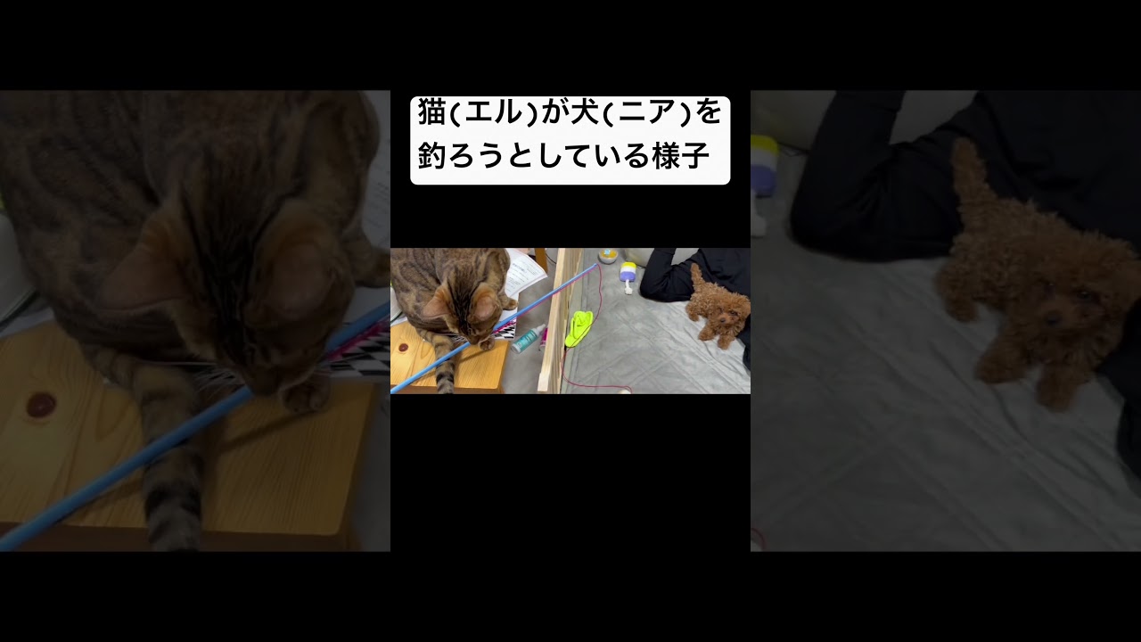 #猫 が #犬 を #釣り しようと奮闘中!#トイプードル #ベンガル猫 #cats #dogs #bengali #toypudel #ネコ #ねこのいる生活 #動物動画 #animals