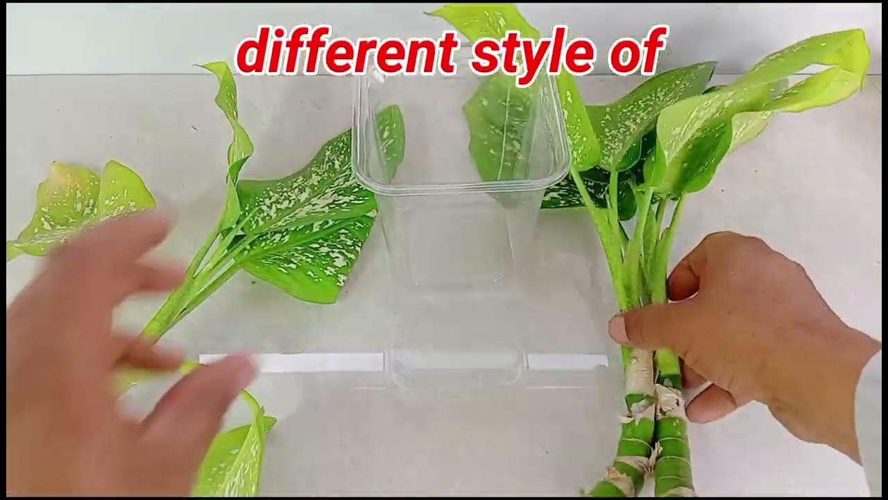Grow dieffenbachia from cuttings How to grow dieffenbachia in water