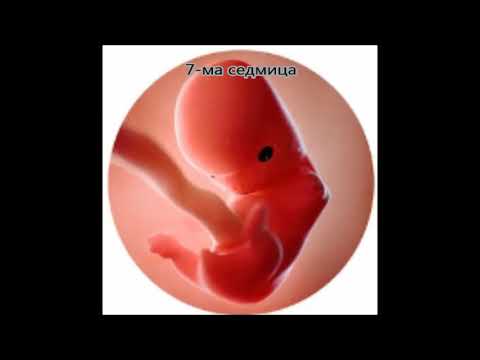 Ембрионално развитие при човека