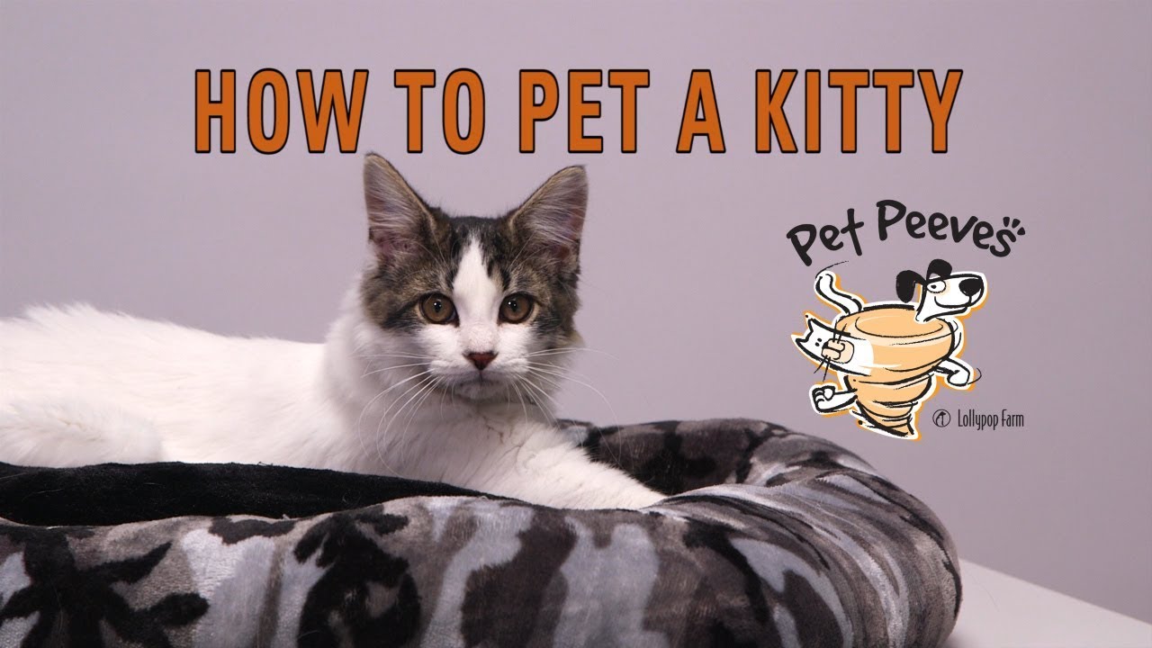 How to Pet a Kitty YouTube
