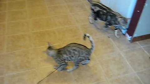Video 1820741: bengal cat, jumping bengal, bengal show