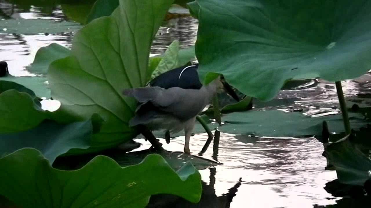 香水影集小鴨 Motics