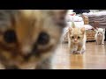 控えめに言って可愛すぎる子猫のぎこちない歩き方