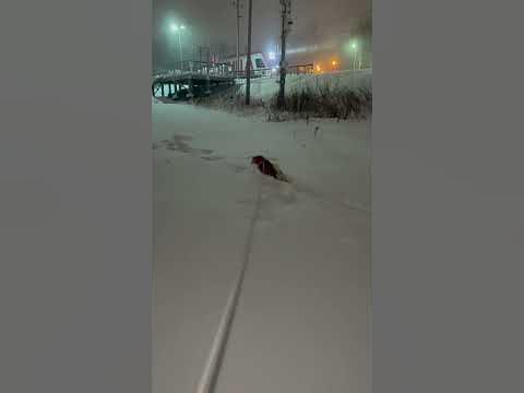 Лисица #лисаалиса#лиса#лисичка#лисички#лисарулит#сиба#сибаину#сибай# ...