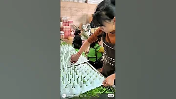 Preserved Roses Production Process Florist Flowers 