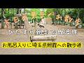 【作業向け配信】秋葉原から埼玉県朝霞へ朝まで歩き続ける散歩【東京散歩】| Walking Tokyo