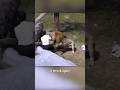 Man vs Lion: The Escape You Won’t Believe! #wildlife