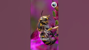 The Vibrant World of Bees: Macro Photography of Nature