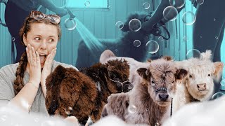 Mini Cow Makeover | Breaking Out The Dyson Air Wrap!
