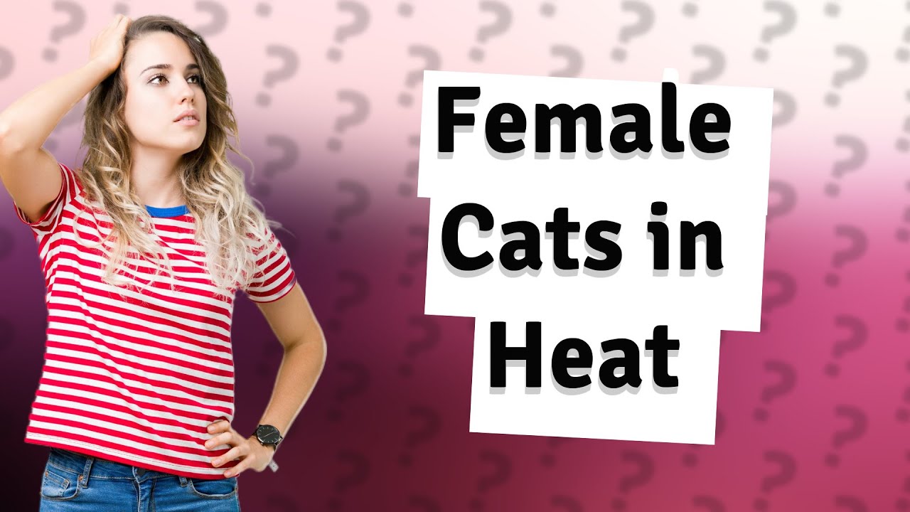 Why Do Female Cats Put Their Bum Up When In Heat YouTube why-do-female-cats-put-their-bum-up-when-in-heat-youtube