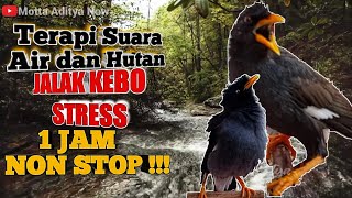 TERAPI SUARA AIR & HUTAN UNTUK JALAK KEBO STRES 1 JAM NONSTOP !! || Musik Terapi Suara Air & Burung