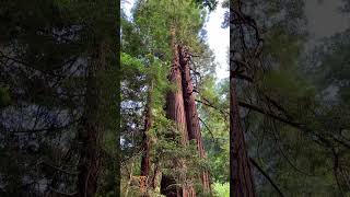 Muir Woods