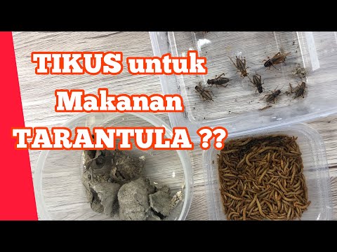 4 hal PENTING dalam memberi makan TARANTULA