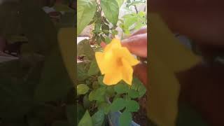 Udhayam Levagane Manamu Avastuvulu Chudakodadhu