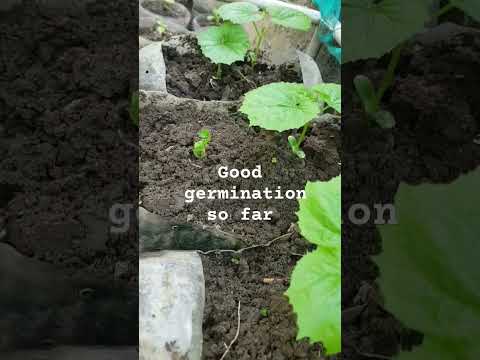 2025 BEST HERMINATION Diygardening Gardening Dagoals Nature 