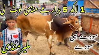 Malir Mandi Karachi Cattle Rates update 23-May -2023 | cow mandi 2023 | bakra eid