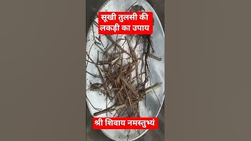 सूखी तुलसी की लकड़ी का उपाय #upay #motivation #vastu #ytshorts #pradeep mishra#trending #viral