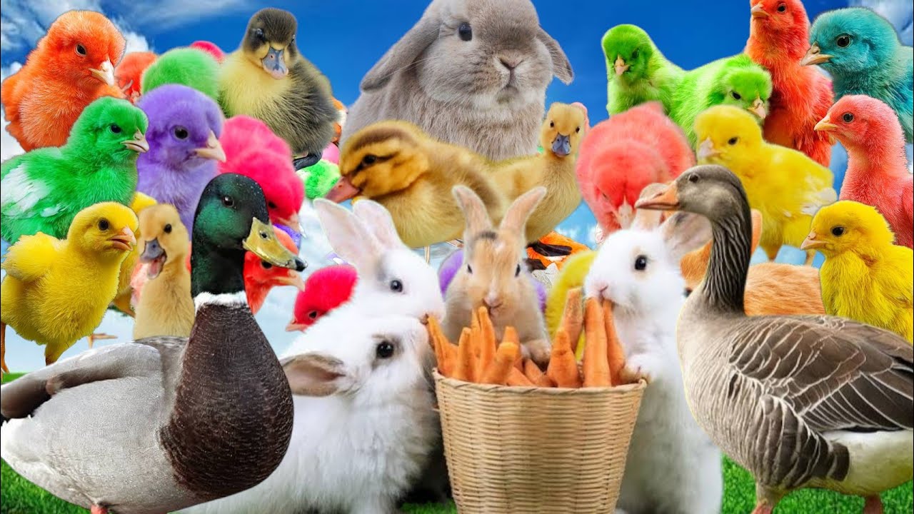Catch rainbow chicks, colorful chicks, rainbow chickens, turtles, ducks, bunny, cute chicken #22